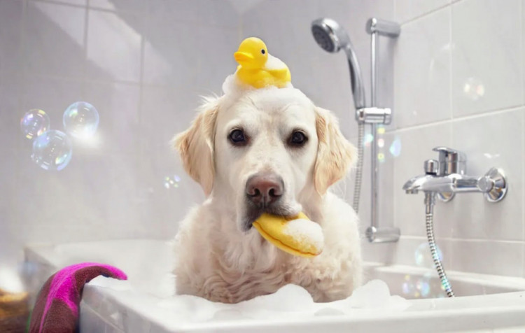 Dctr.Go Шампунь-бальзам для животных Sнampoo Therapy "Мультиуход" 1000 ml в Кургане